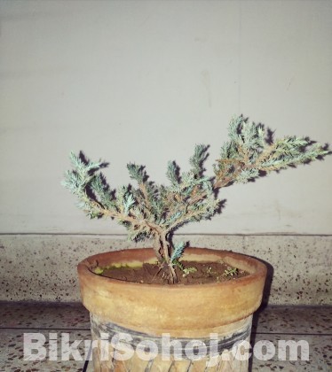 Bonsai tree for beginner.